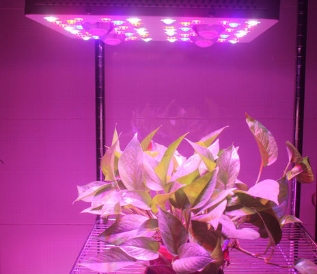 415W LED Grow Lights Full Spectrum Growing From Vegetate To Bloom , Grow Rooms / Tents